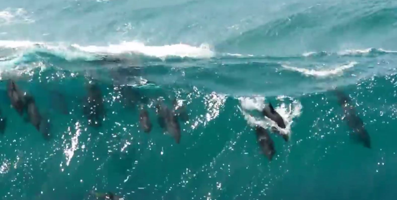 Byron Bay - Dolphins 